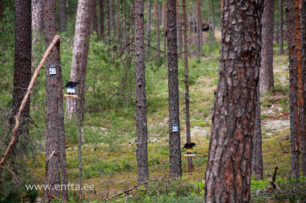 Rattus norvegicus metallicus